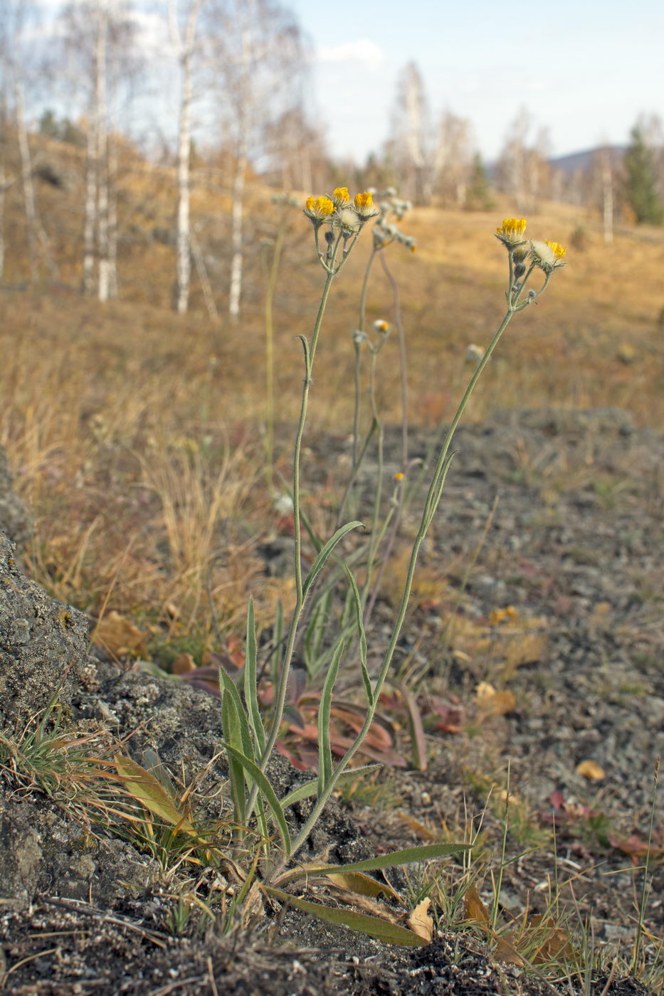 Изображение особи Pilosella echioides.