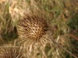 Arctium nemorosum. Сухое соплодие. Украина, г. Запорожье, южная часть балки Березноватая, луг на глинистой почве. 23.10.2020.