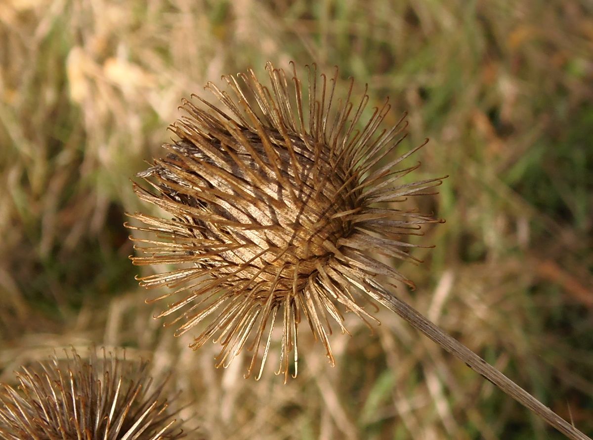 Изображение особи Arctium nemorosum.