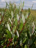 Salix phylicifolia. Побеги. Тверская обл., Весьегонский р-н, канава между ж.-д. насыпью и сфагновым болотом. 18 июля 2020 г.