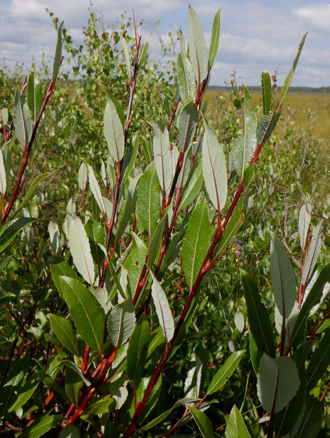 Изображение особи Salix phylicifolia.