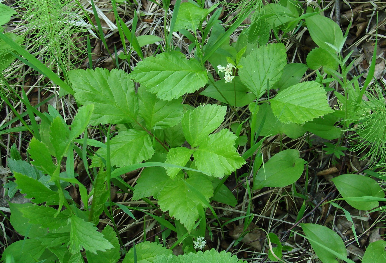 Image of Rubus saxatilis specimen.