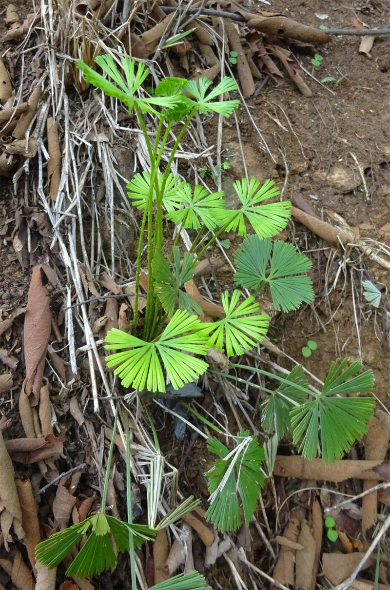 Изображение особи Actiniopteris radiata.