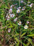 Symphyotrichum novi-belgii