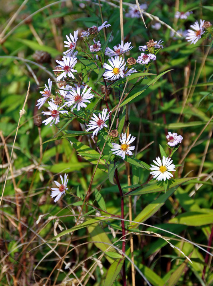 Изображение особи Symphyotrichum novi-belgii.