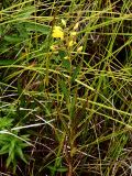 Lysimachia davurica. Цветущее растение на влажном заболоченном лугу. Приморский край, Ольгинский р-н, 6 км Ю-В с. Милоградово, бух. Красная Скала. 12.08.2009.