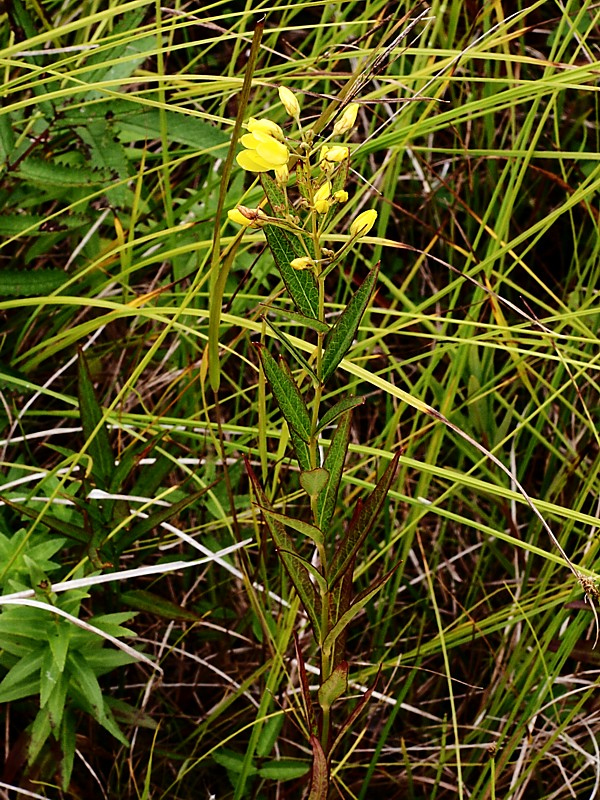 Image of Lysimachia davurica specimen.