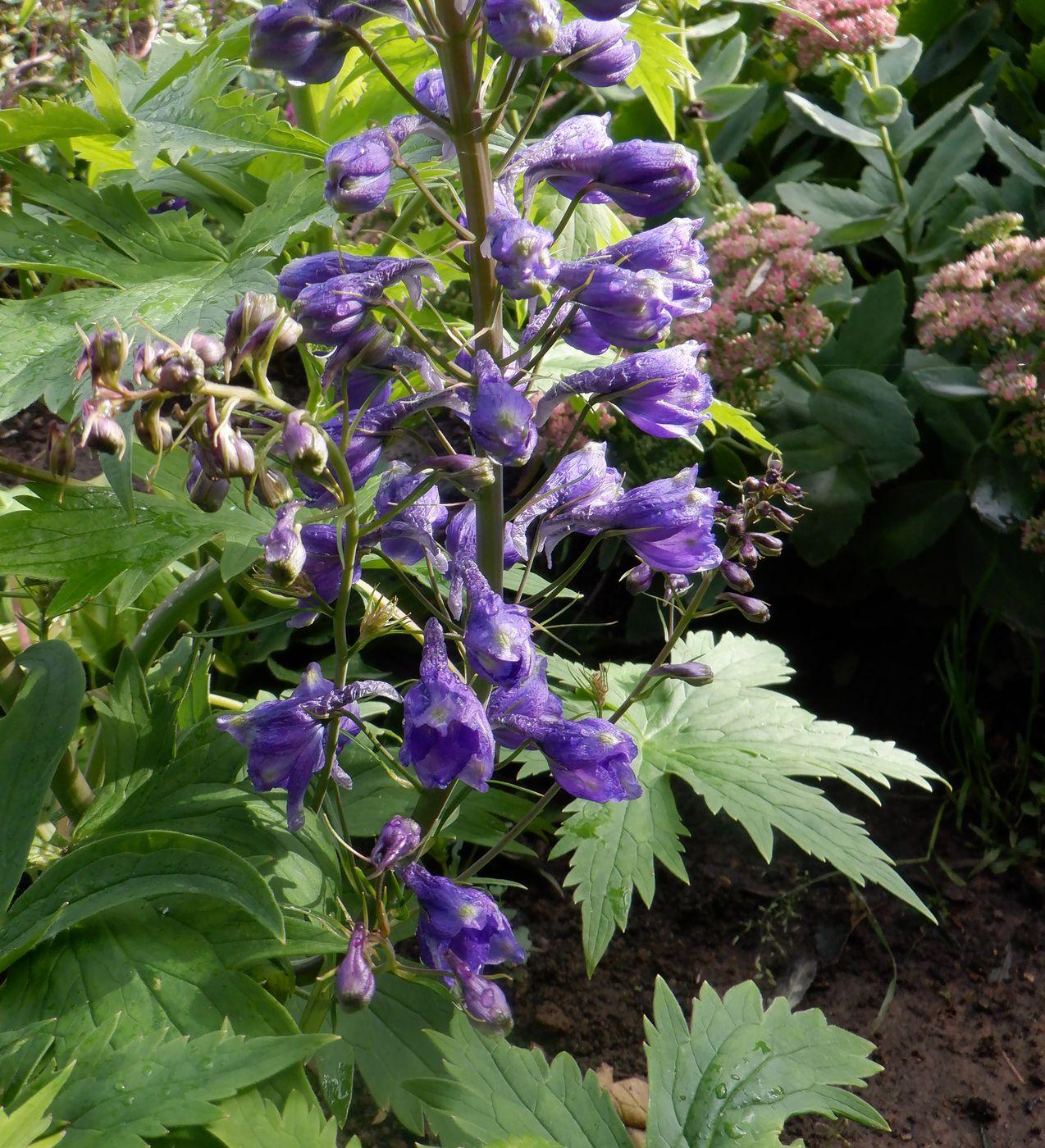 Изображение особи Delphinium &times; phoeniceum.