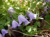 Campanula carpatica