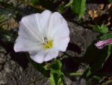 Convolvulus arvensis. Цветок. Тульская обл., Плавский р-н, окр. пос. Молочные Дворы, пашня. 05.06.2019.