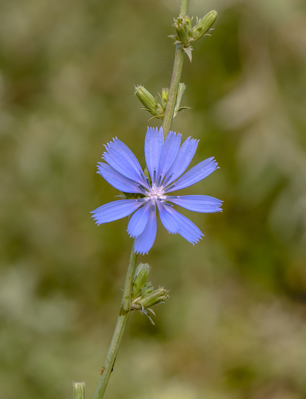 Image of Cichorium intybus specimen.