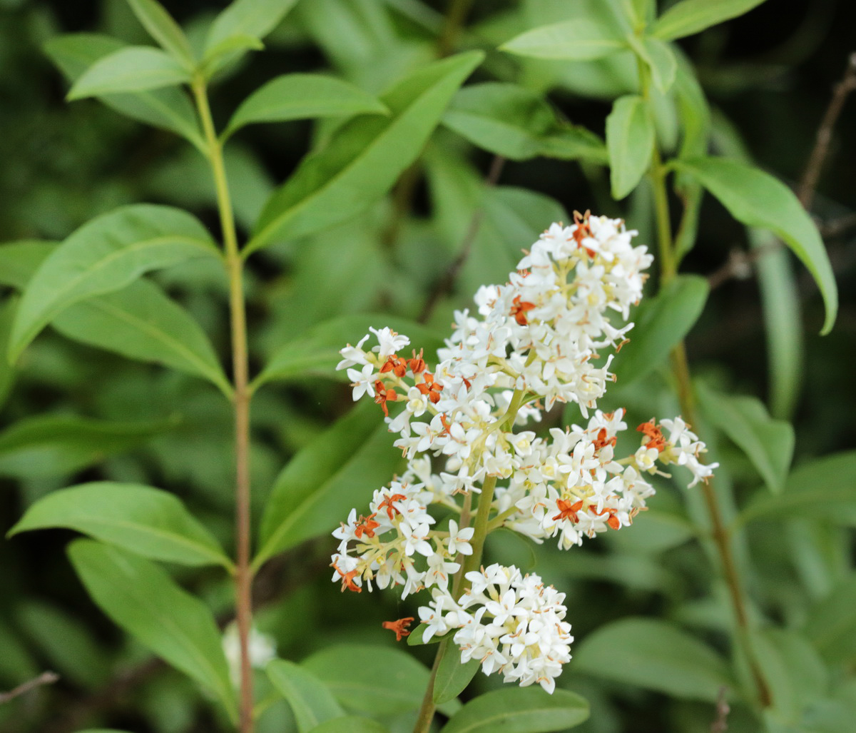 Image of Ligustrum vulgare specimen.