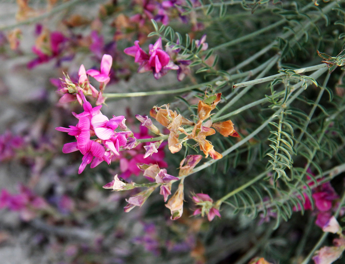 Image of Hedysarum tauricum specimen.