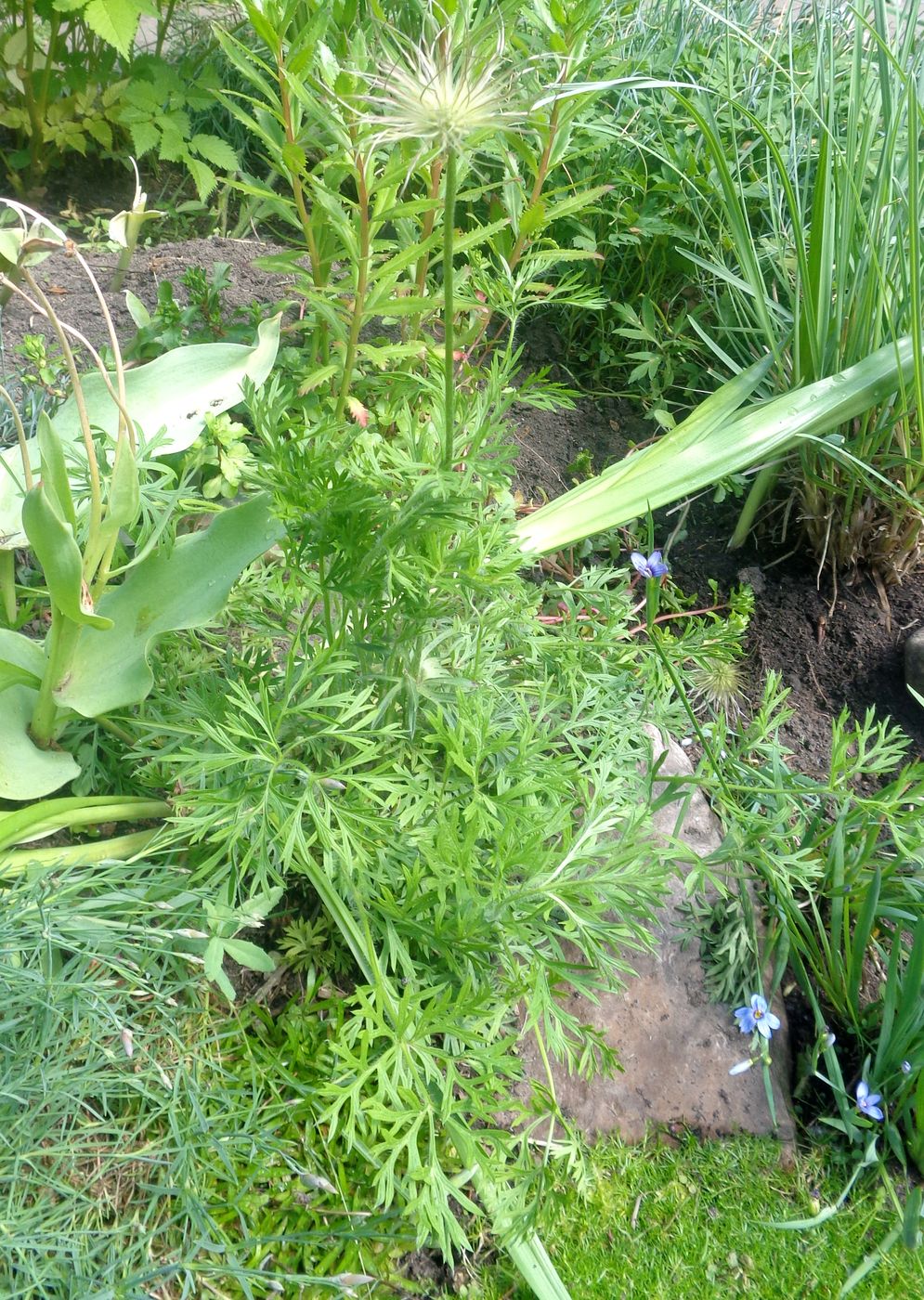 Image of genus Pulsatilla specimen.