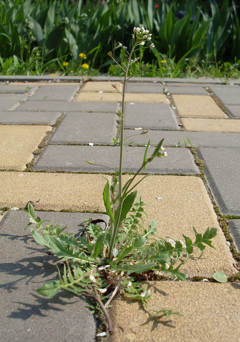 Изображение особи Capsella bursa-pastoris.