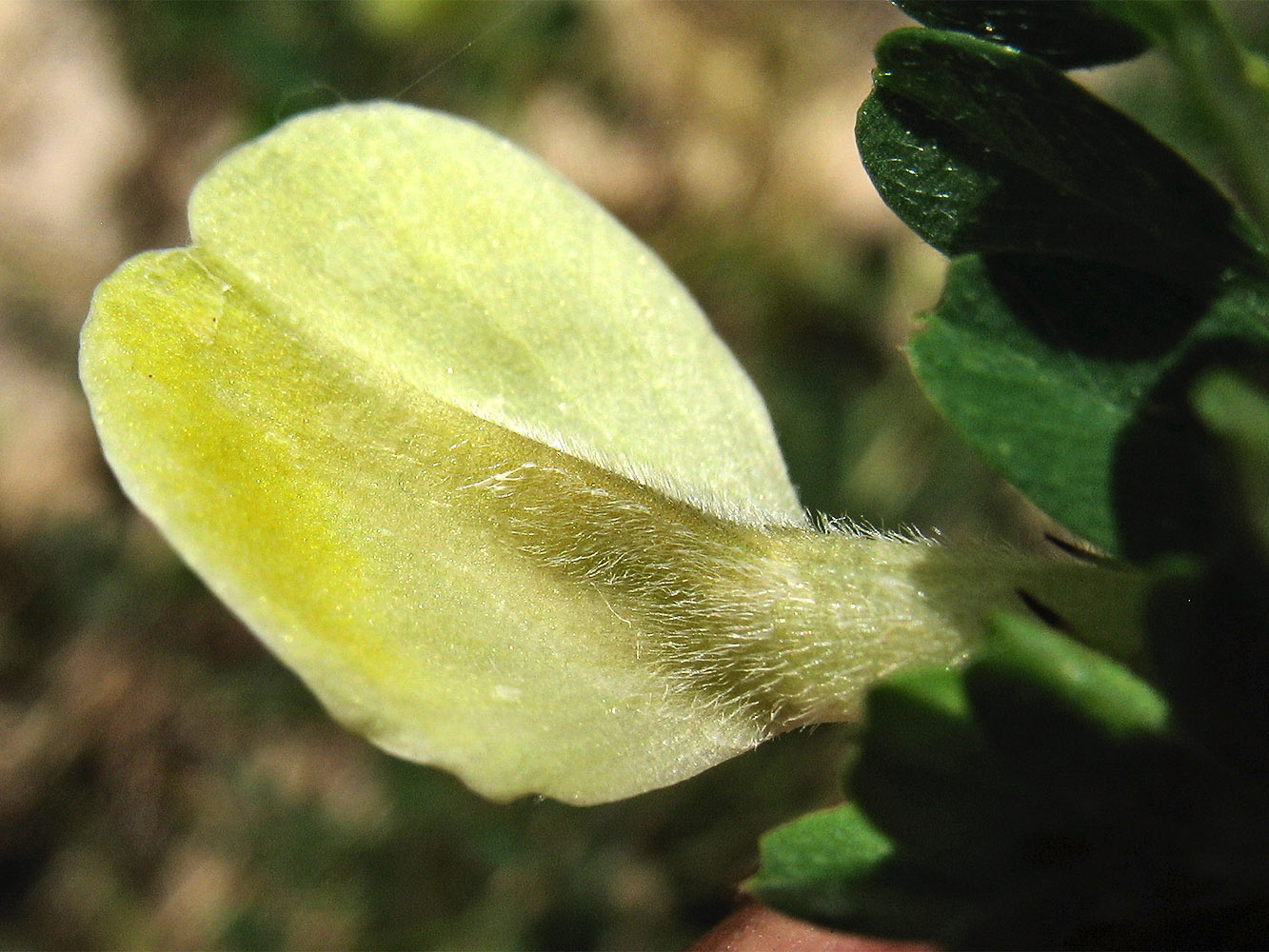 Image of Vicia hybrida specimen.