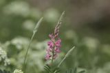 Onobrychis viciifolia