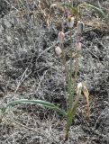 Tulipa buhseana