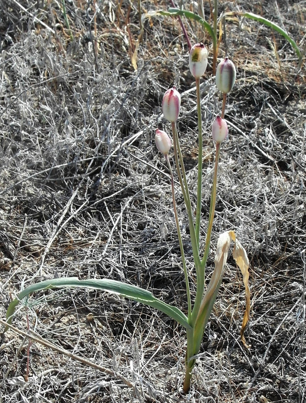 Image of Tulipa buhseana specimen.