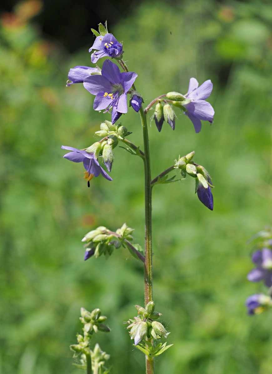 Image of Polemonium caeruleum specimen.