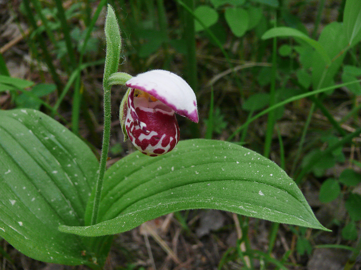 Image of Cypripedium guttatum specimen.