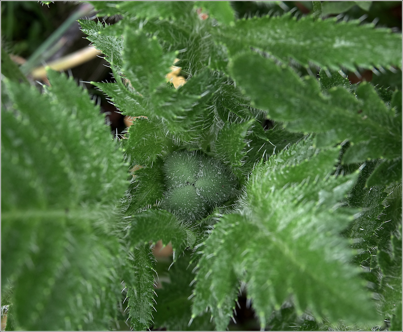 Image of Papaver setiferum specimen.