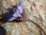 Knautia integrifolia