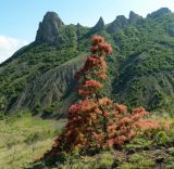 Cotinus coggygria