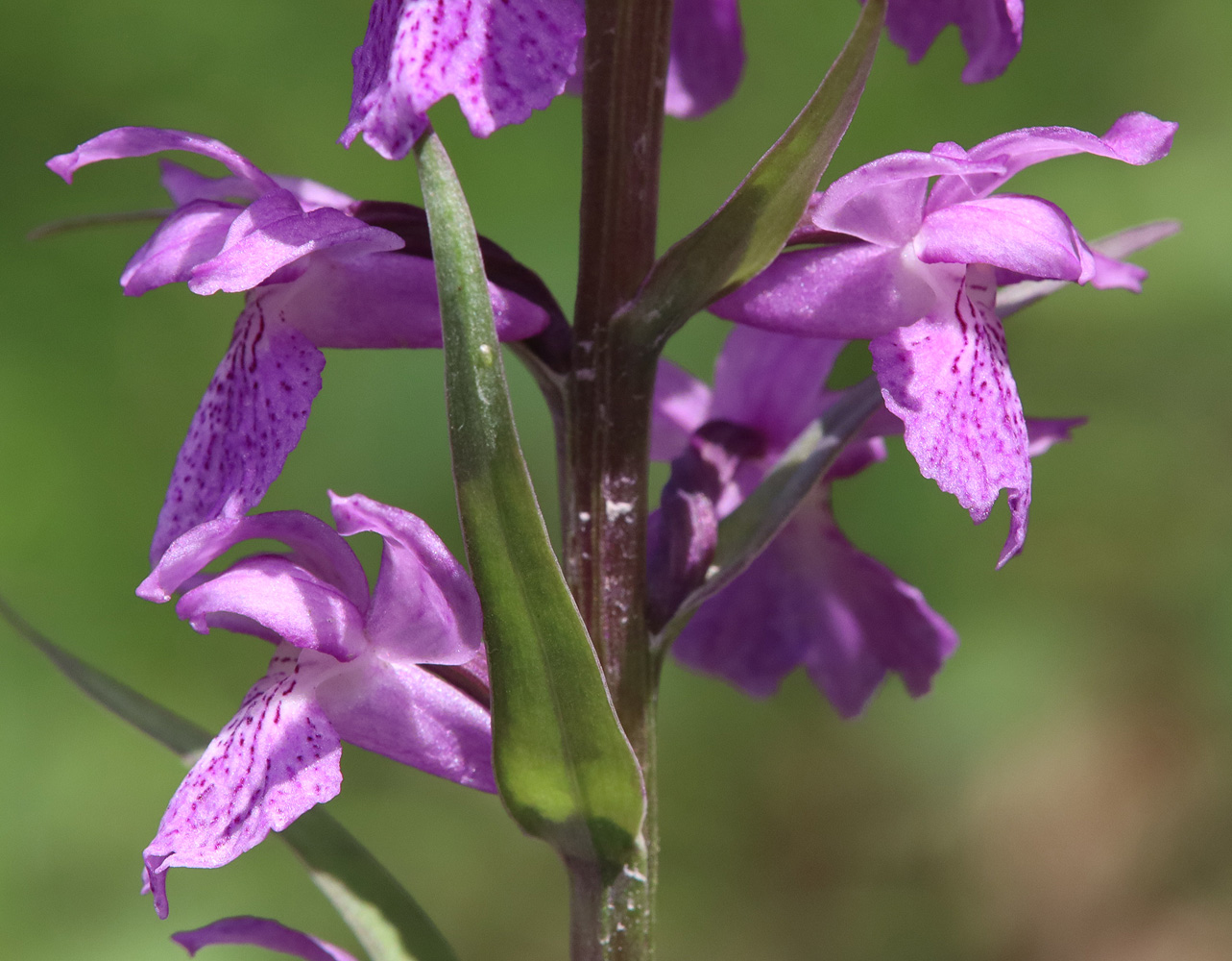 Изображение особи Dactylorhiza saccifera.