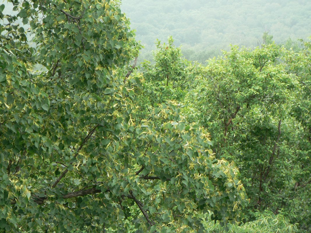 Изображение особи Tilia amurensis.