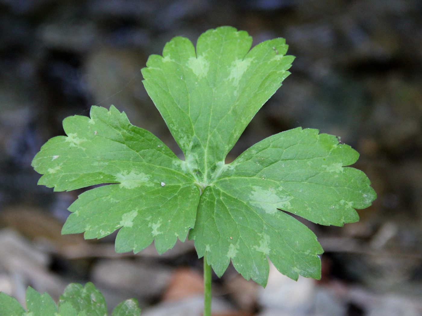 Изображение особи Ranunculus brevirostris.