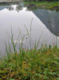 Carex saxatilis