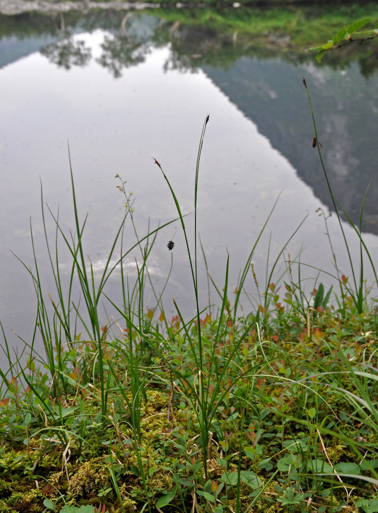 Изображение особи Carex saxatilis.