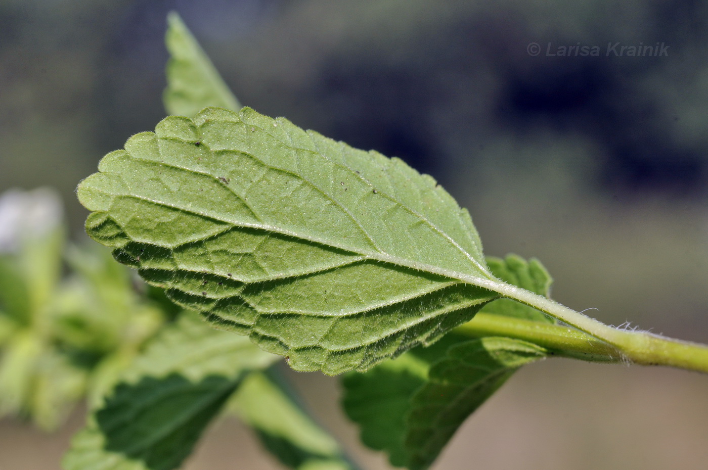 Image of Stachys annua specimen.