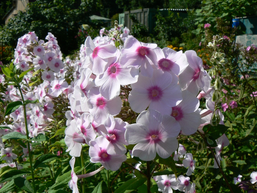 Image of Phlox paniculata specimen.