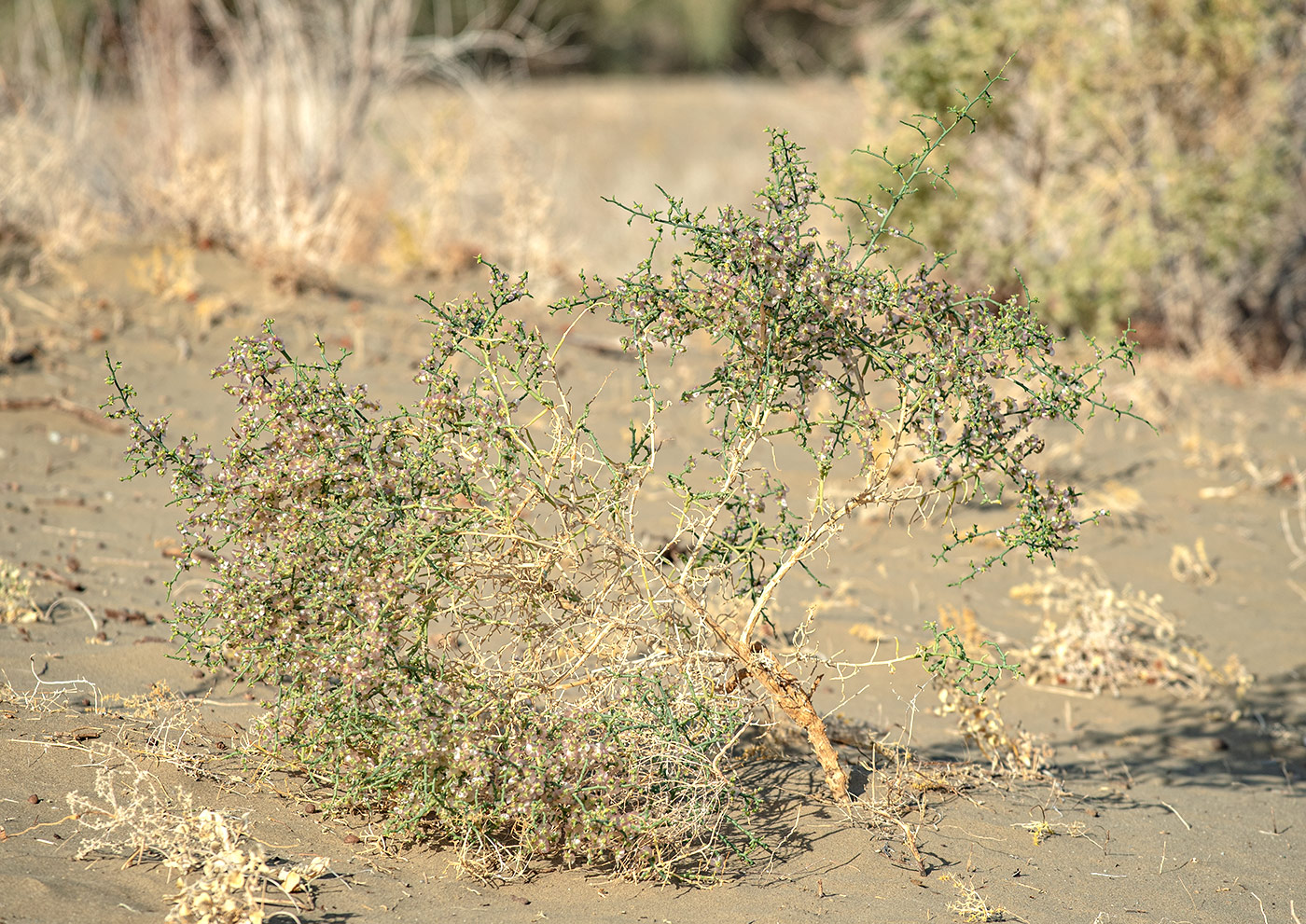 Image of Halothamnus subaphyllus specimen.