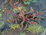 Rumex ucranicus. Цветущее и плодоносящее растение в сообществе с Lemna minor. Ульяновск, Заволжский р-н, Куйбышевское водохранилище, лужа на обнажившемся песчаном пляже. 12.10.2021.