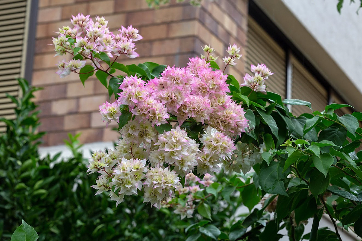 Image of genus Bougainvillea specimen.