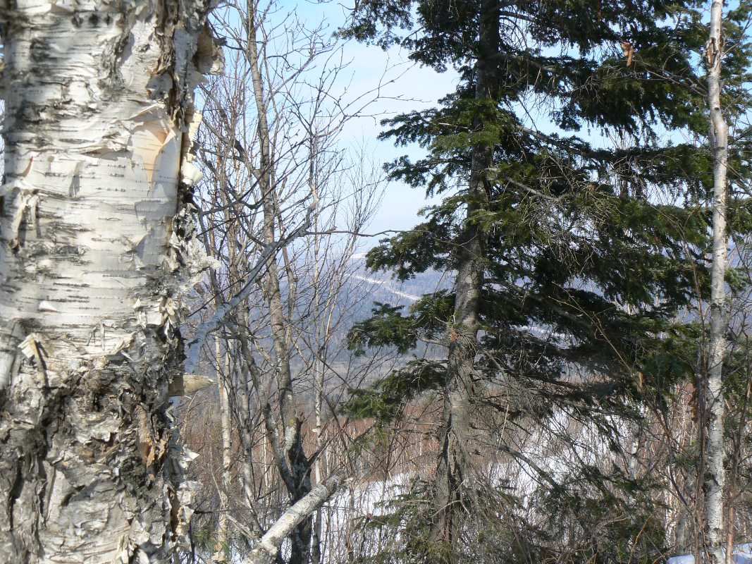 Изображение особи Abies nephrolepis.