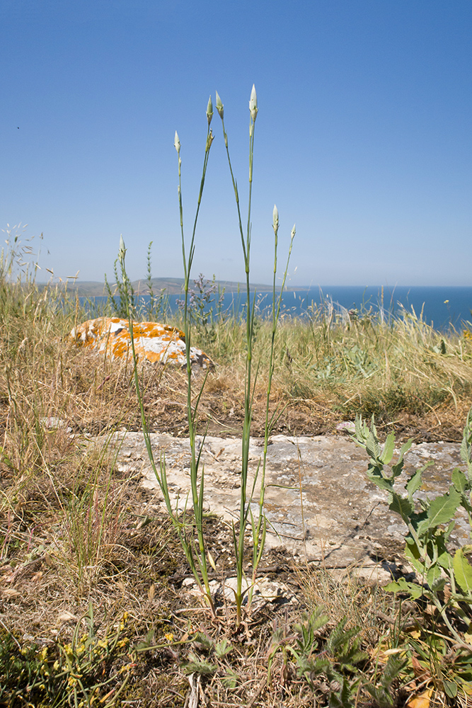 Image of Dianthus lanceolatus specimen.