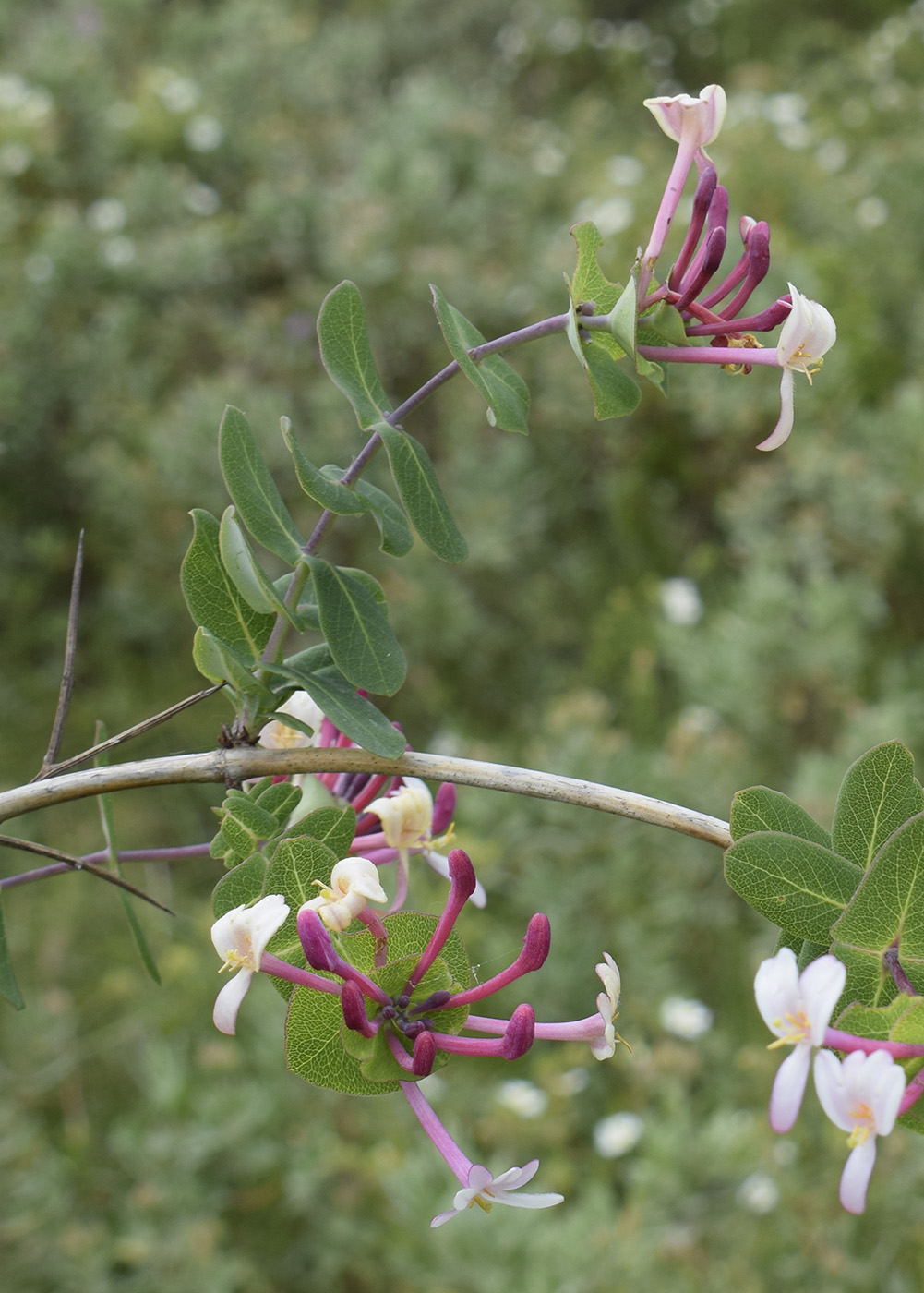 Image of Lonicera implexa specimen.