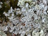genus Parmelia