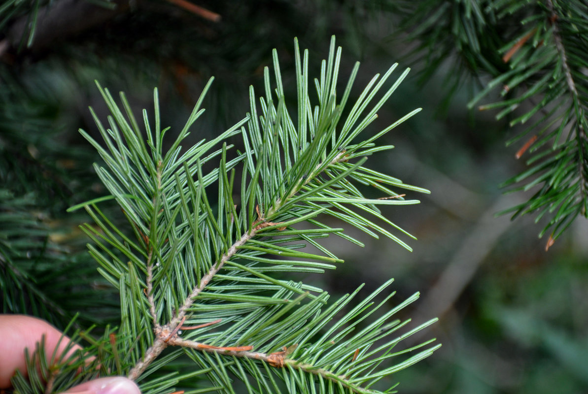 Изображение особи Abies sibirica.