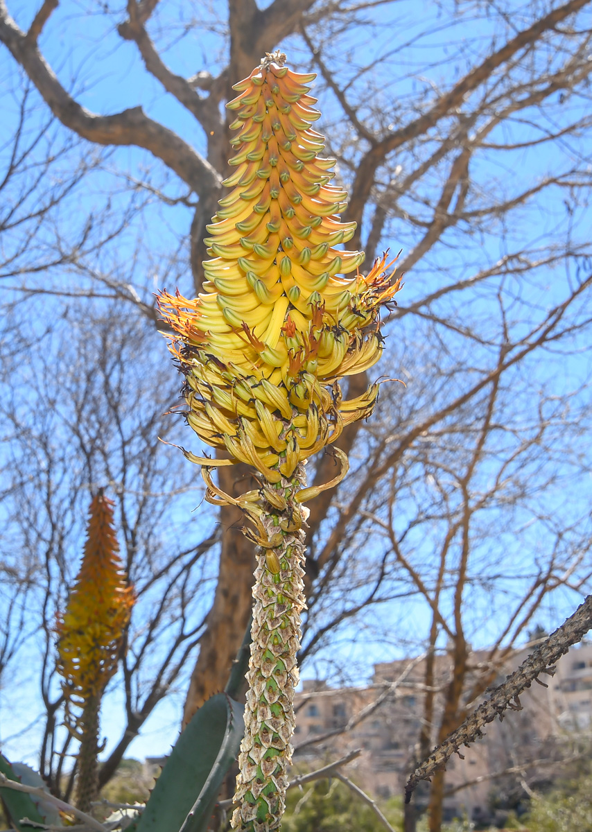 Изображение особи Aloe africana.
