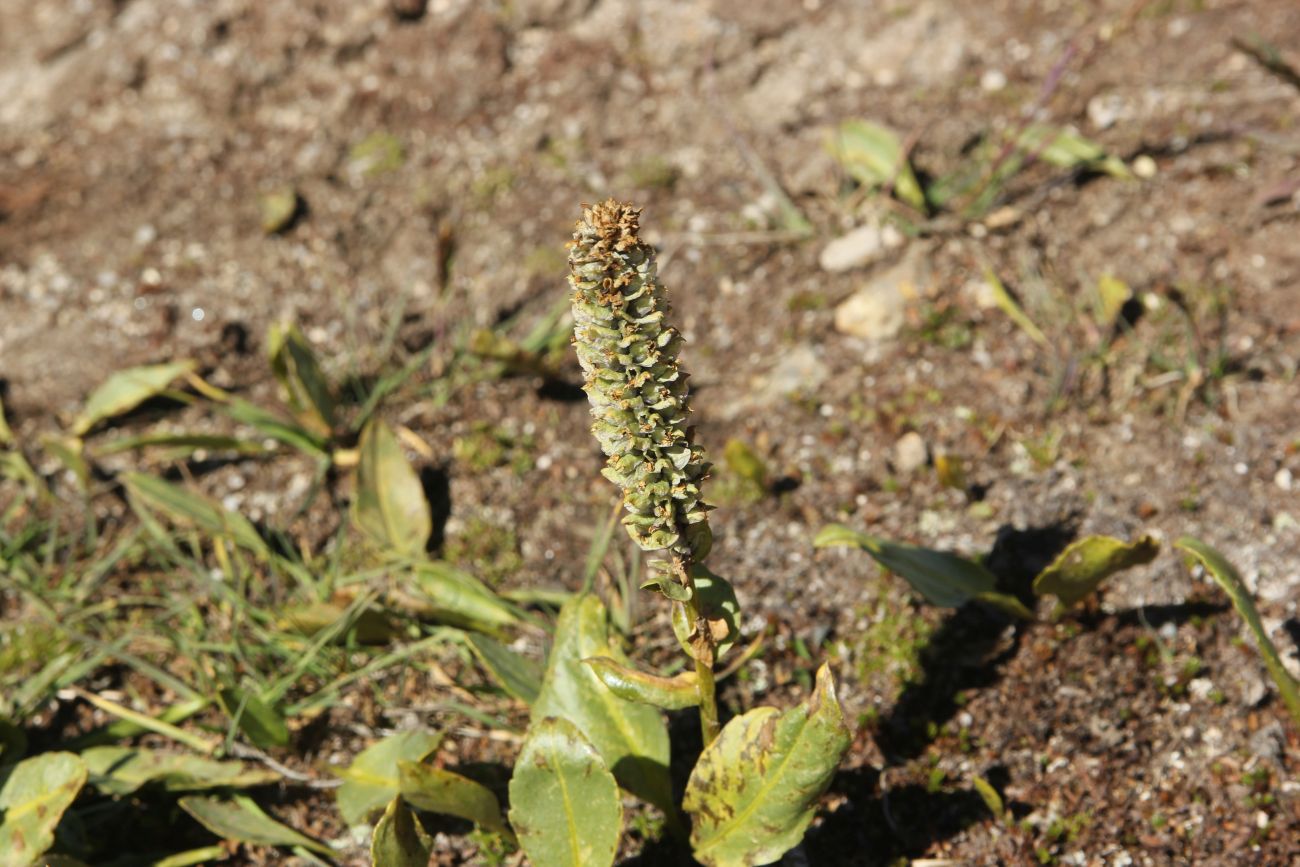 Изображение особи Lagotis integrifolia.