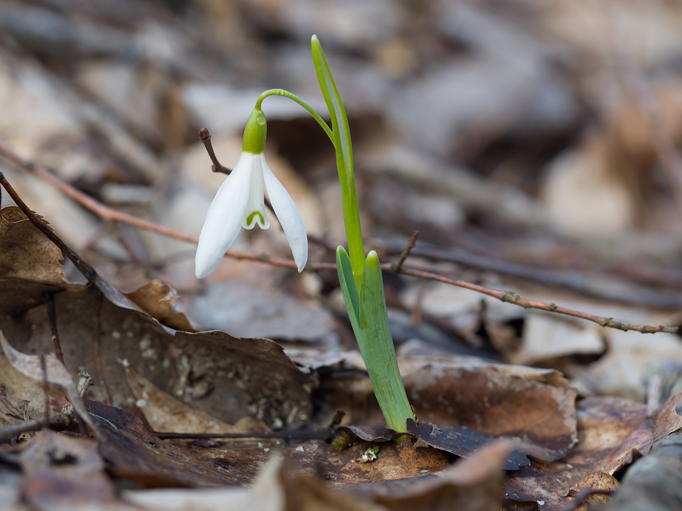 Изображение особи Galanthus alpinus.