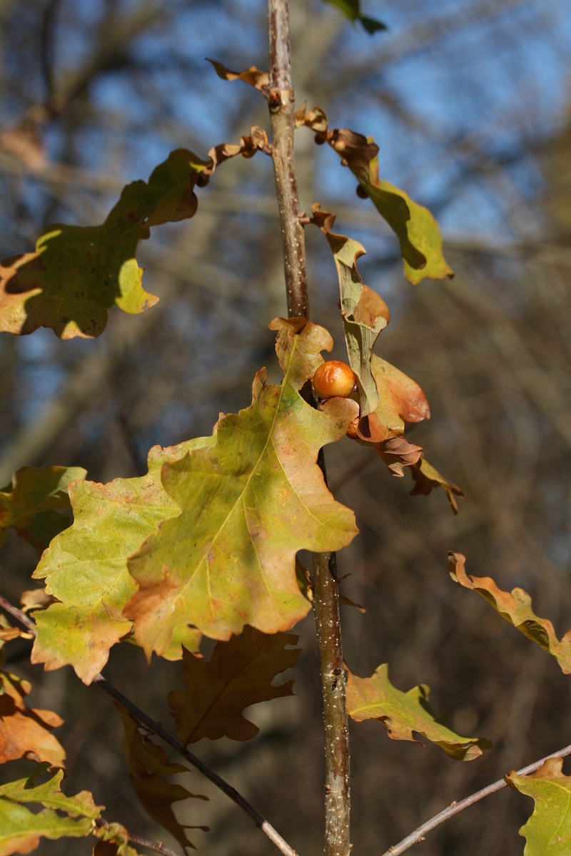 Image of Quercus robur specimen.