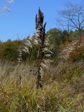 Rumex crispus. Плодоносящее растение. Хабаровский край Хабаровский р-н, окр. ст. Хехцир, влажный луг ниже станции. 28.09.2014.