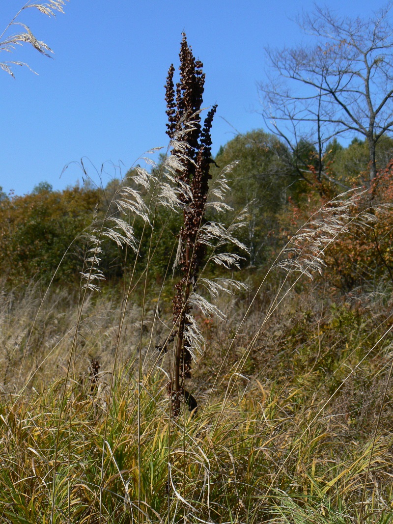 Image of Rumex crispus specimen.