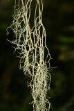 genus Usnea. Таллом. Сахалинская обл., Южно-Курильский р-н, о-в Кунашир, мыс Столбчатый. Июль 2008 г.